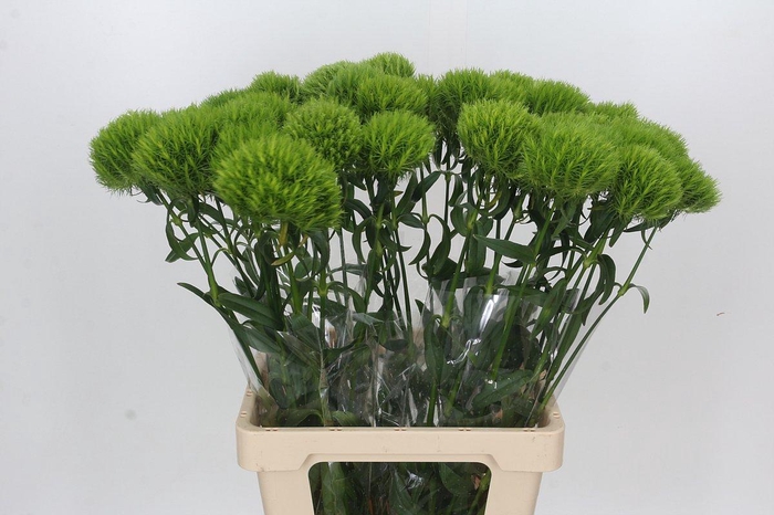 <h4>Dianthus Br Kiwi Mellow</h4>