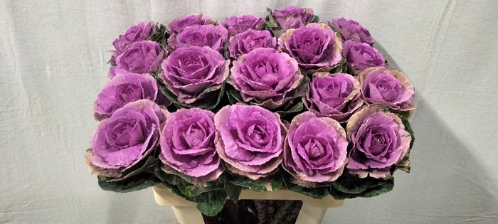 <h4>Brassica olga</h4>