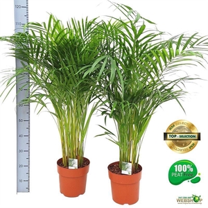 DYPSIS LUTESCENS