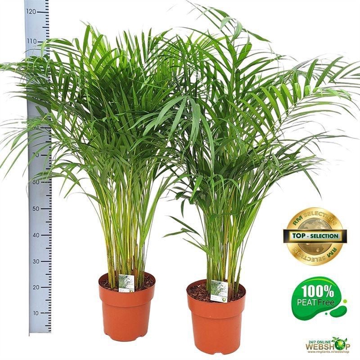 <h4>DYPSIS LUTESCENS</h4>
