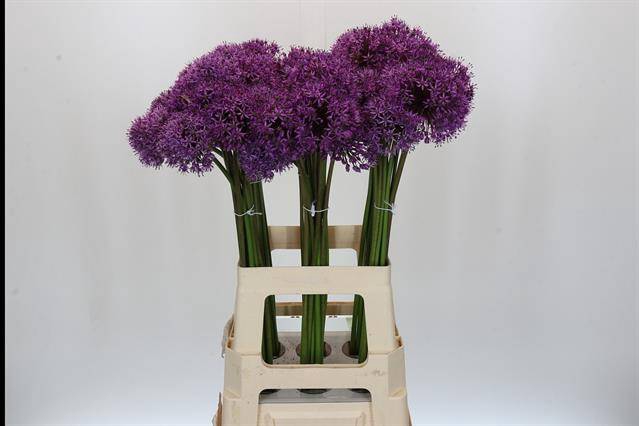 <h4>Allium gladiator</h4>