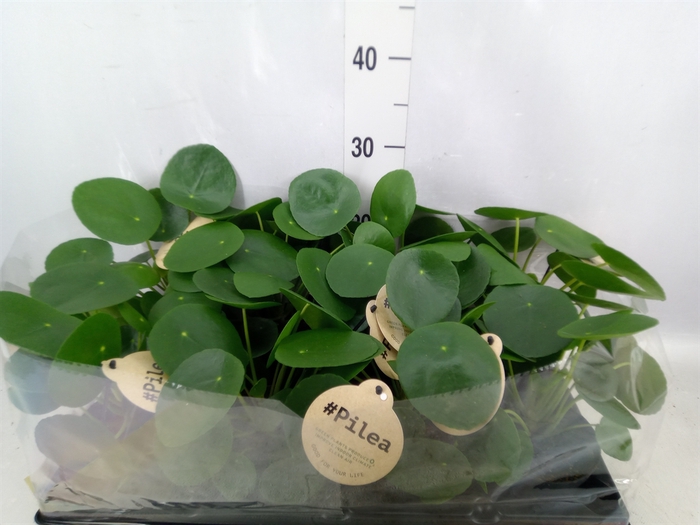 Pilea peperomoides