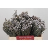 Kaaps Groen Silver Brunia