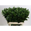 Ruscus Hypophyllum
