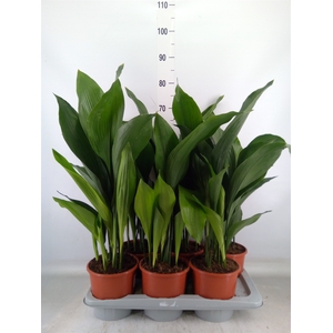 Aspidistra elat.