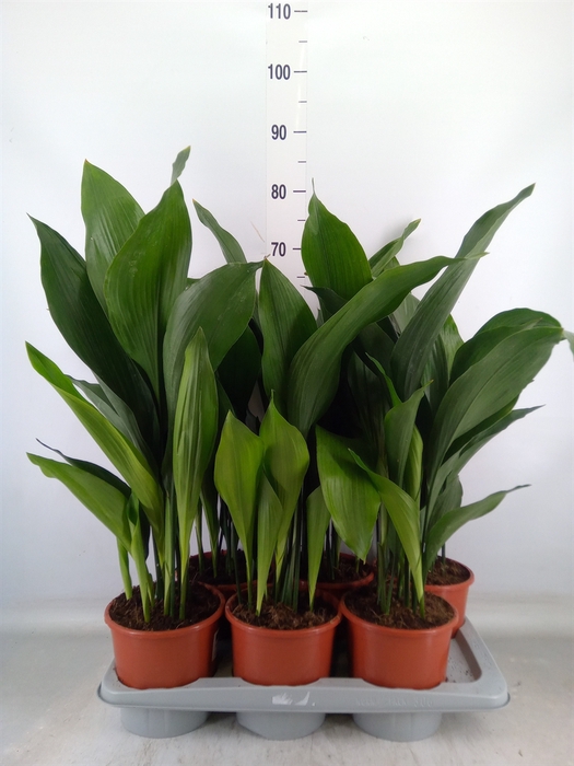 <h4>Aspidistra elat.</h4>