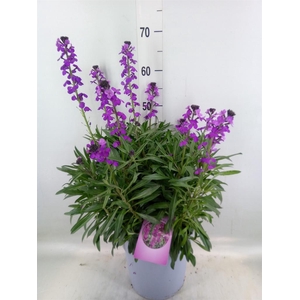 Erysimum  'Super Bowl Mauve'