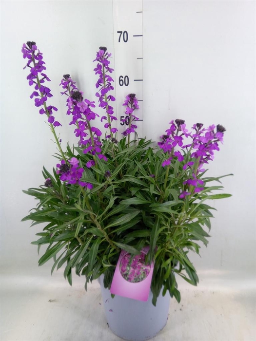<h4>Erysimum  'Super Bowl Mauve'</h4>