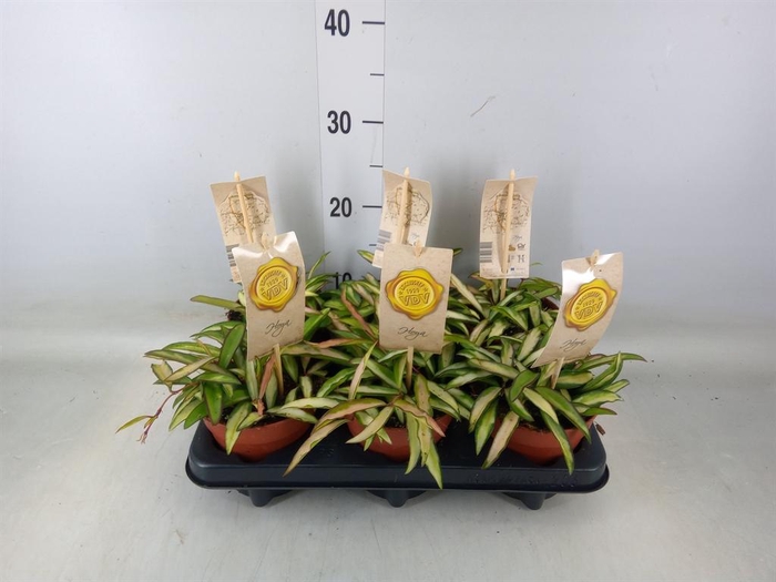 <h4>Hoya wayetii 'Tricolor'</h4>