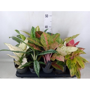 Aglaonema   ...