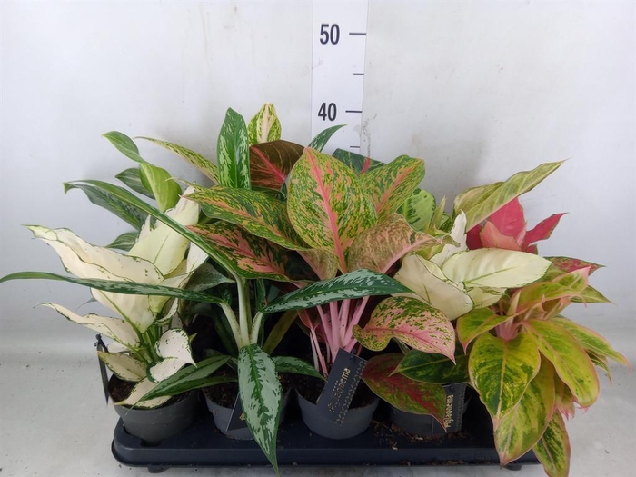 <h4>Aglaonema   ...</h4>