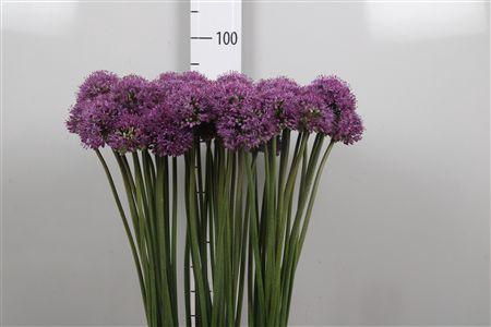 <h4>Allium Gladiator</h4>