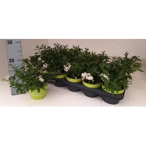 SOLANUM JASMINOIDES