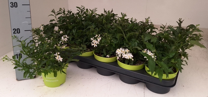 <h4>SOLANUM JASMINOIDES</h4>