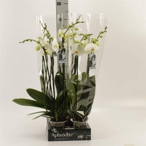 Phalaenopsis  'Ant Nottingham'