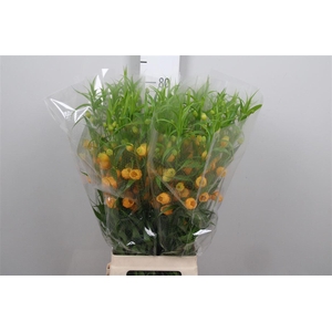 Sandersonia Royal Highness