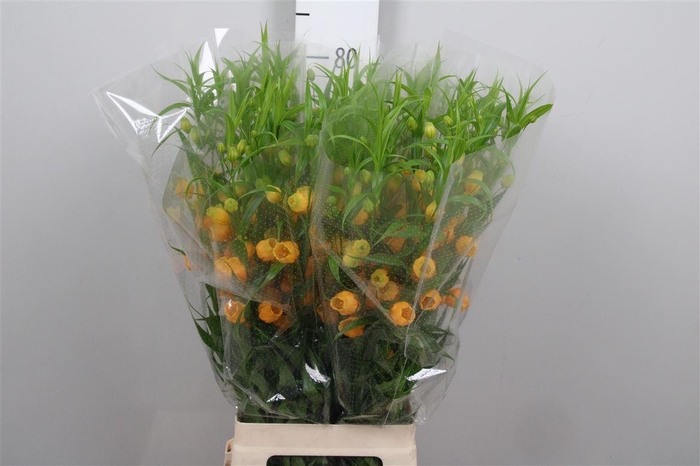 <h4>Sandersonia Royal Highness</h4>