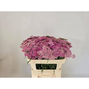 Achillea M Daphne