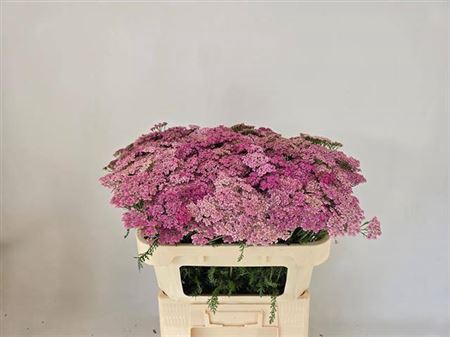 <h4>Achillea M Daphne</h4>