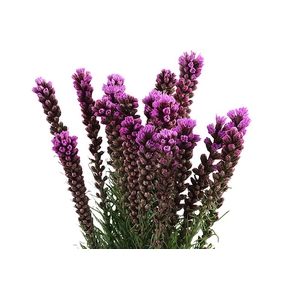 Liatris Spicata Extra