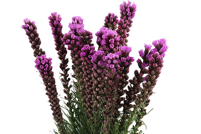 <h4>Liatris Spicata Extra</h4>