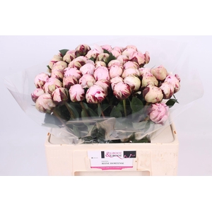 Paeonia Reine Hortense | Heavy Quality