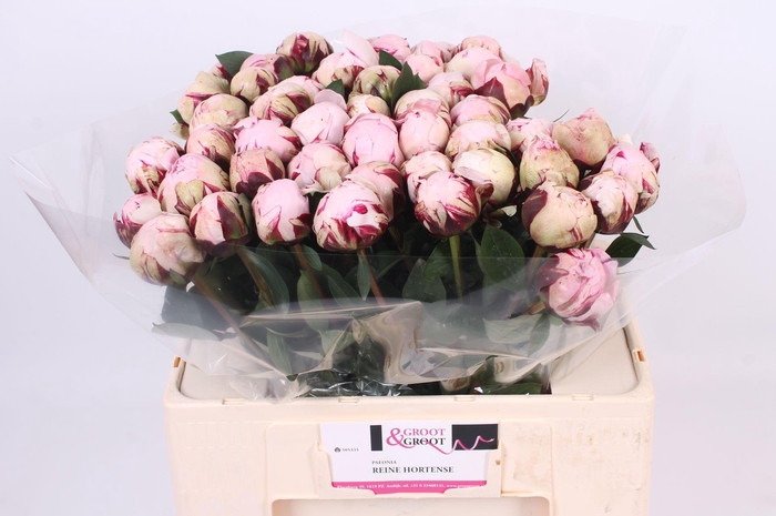 <h4>Paeonia Reine Hortense | Heavy Quality</h4>