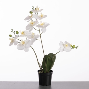 AF Orchid x3 in pot H61cm Whit