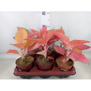 Aglaonema   ...