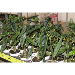 ALOCASIA VENUSTA P12