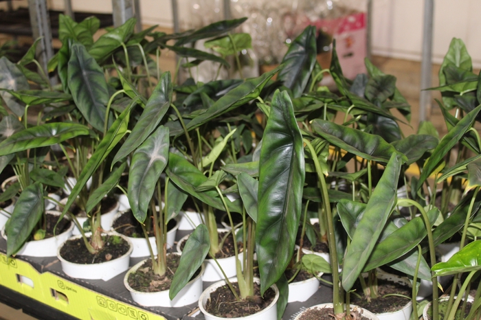 <h4>ALOCASIA VENUSTA P12</h4>