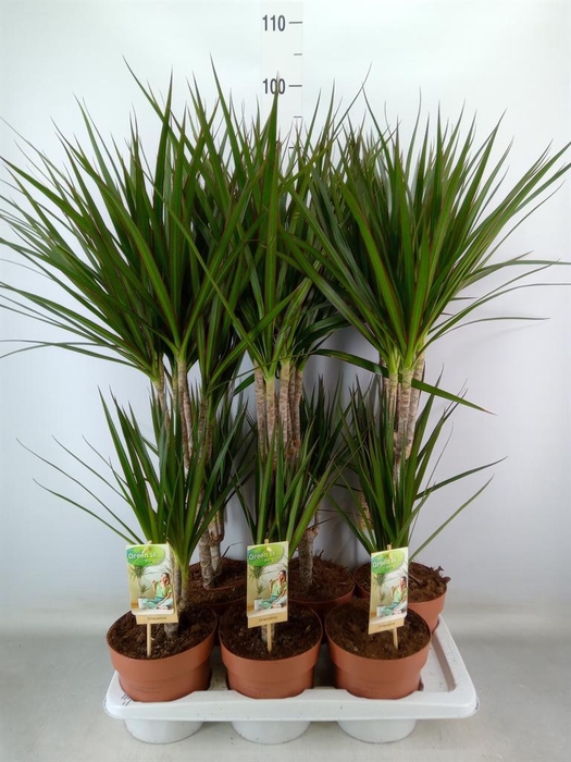 <h4>Dracaena marg.</h4>