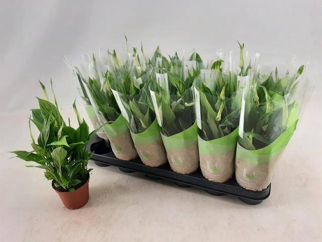 <h4>SPATH CHOPIN</h4>