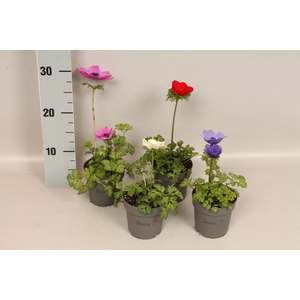 Anemone coronaria Animo Gemengd
