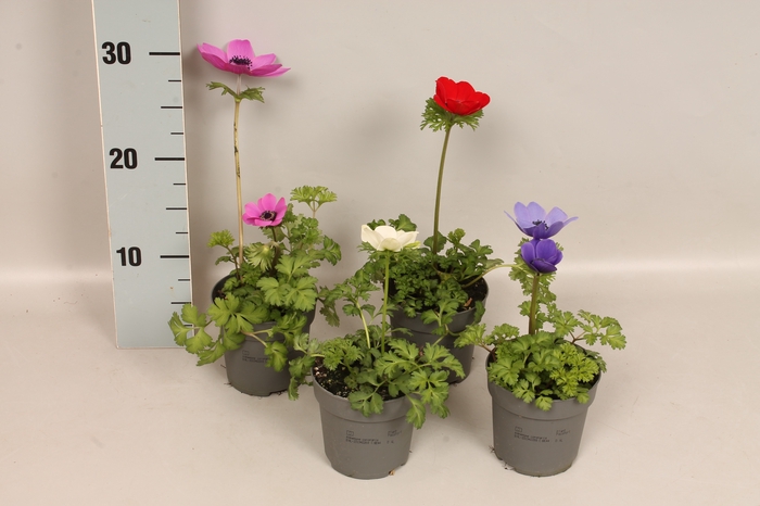 <h4>Anemone coronaria Animo Gemengd</h4>