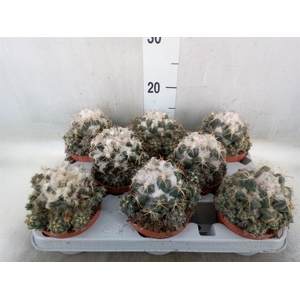 Cactus   ...