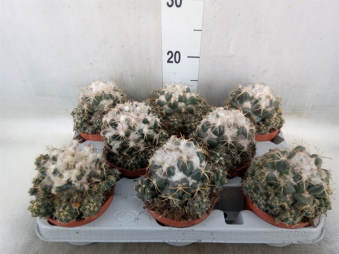 <h4>Cactus   ...</h4>