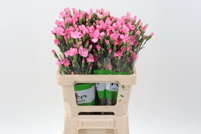 <h4>Di Lala Rosa x20</h4>