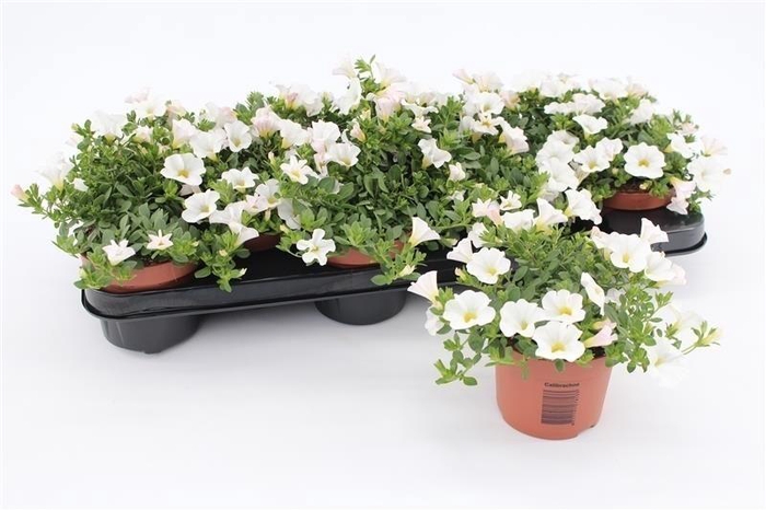 <h4>Calibrachoa White</h4>