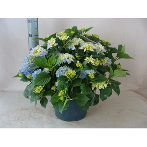 Hydrangea mac.   ...