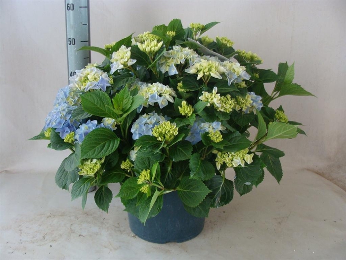 <h4>Hydrangea mac.   ...</h4>