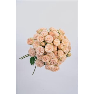 R Gr Tr Gentle Trendsetter