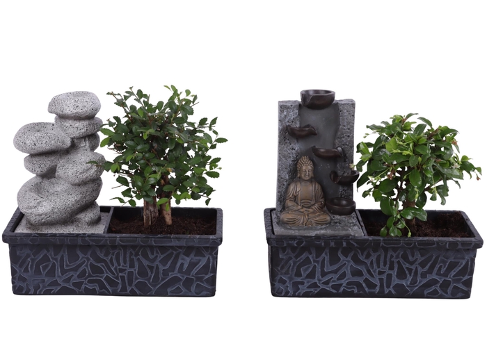 <h4>Bonsai Mixed Ball in ø22cm Waterfall</h4>