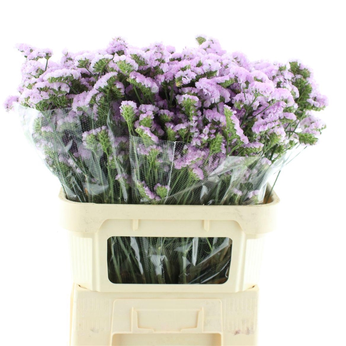 <h4>Limonium St Light Pink Birds X50</h4>