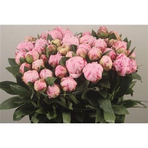 Paeo L Sarah Bernhard Pink Ex