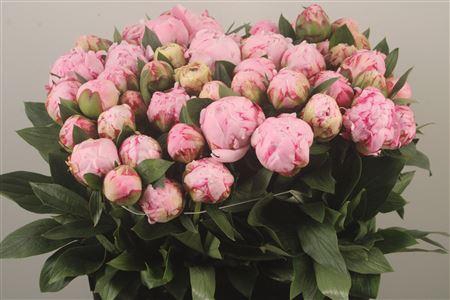 <h4>Paeo L Sarah Bernhard Pink Ex</h4>