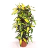 Codiaeum Codiaeum variegatum kleinb