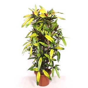 Codiaeum Codiaeum variegatum kleinb