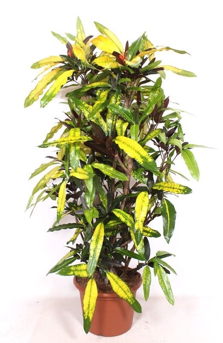 <h4>Codiaeum Codiaeum variegatum kleinb</h4>