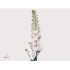 Delphinium Centurion White Extra